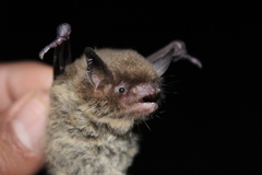 Myotis velifer