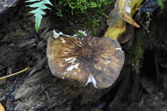 Pluteus granularis