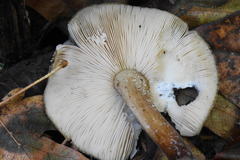Pluteus granularis