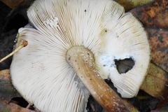 Pluteus granularis