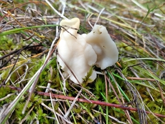 Helvellaceae