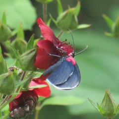 Eutrepsia inconstans