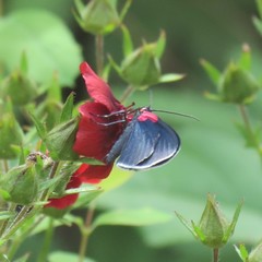 Eutrepsia inconstans