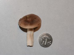 Lactarius kauffmanii