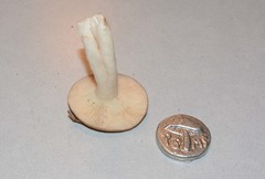 Lactarius kauffmanii