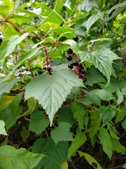 Phytolacca americana