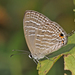 Oriental Common Cerulean - Photo (c) Milind bhakare, some rights reserved (CC BY-SA)