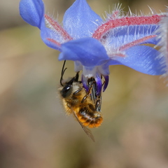 Osmia tricornis