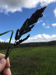 Echinochloa esculenta