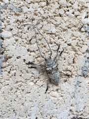 Lochmaeocles cretatus