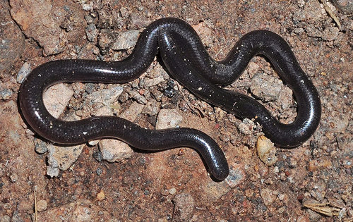 Sand Boa observed near Almería, España, (c) faluke, some rights reserved (CC BY-NC)