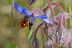Osmia tricornis