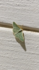 Microloxia indecretata