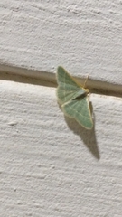 Microloxia indecretata