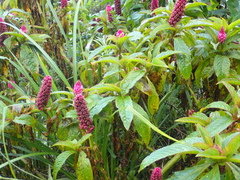 Phytolacca bogotensis