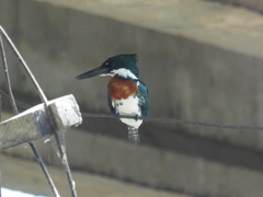 Chloroceryle amazona
