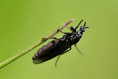 Dilophus febrilis