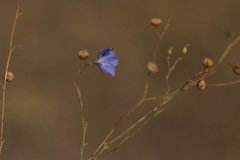 Linum austriacum