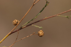 Linum austriacum