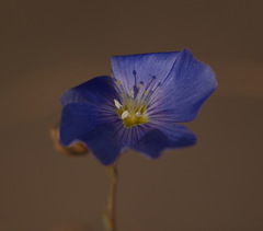 Linum austriacum