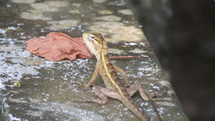 Calotes versicolor