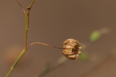 Linum austriacum