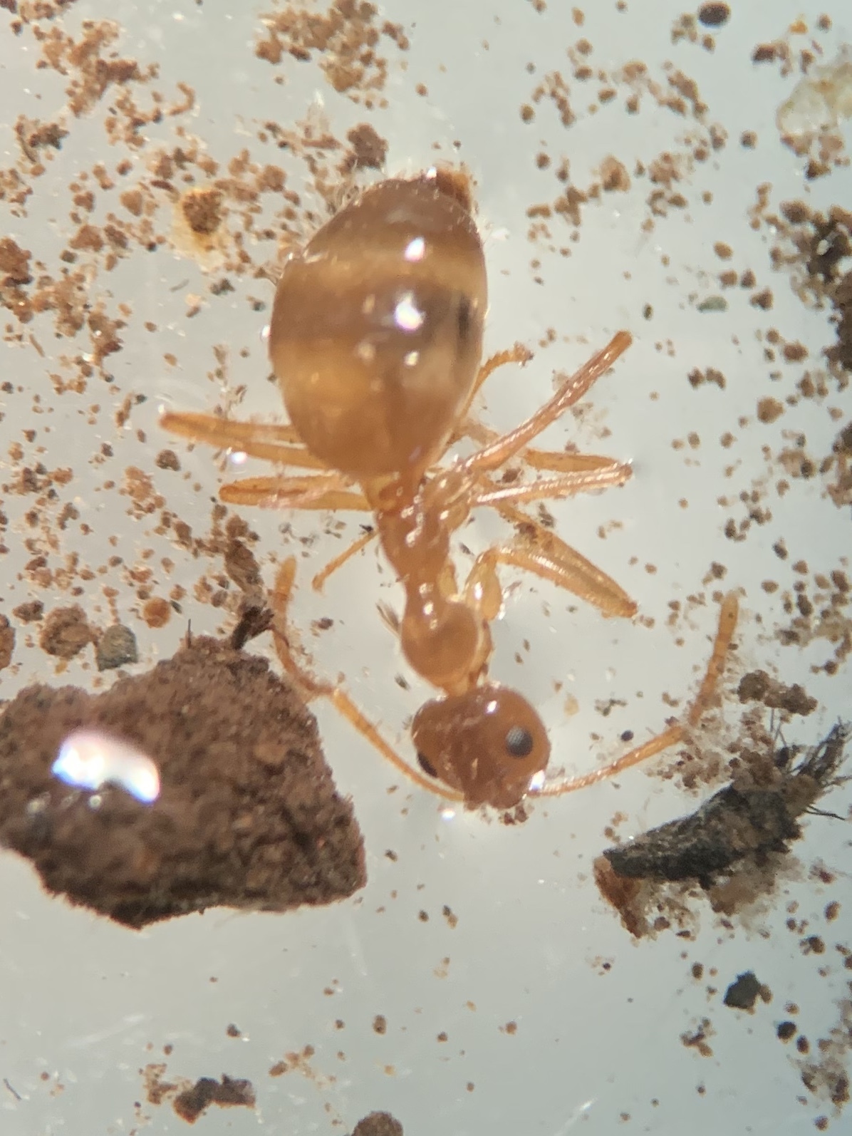 Prenolepis