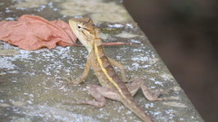 Calotes versicolor