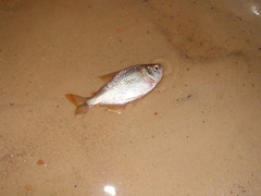 Characidae