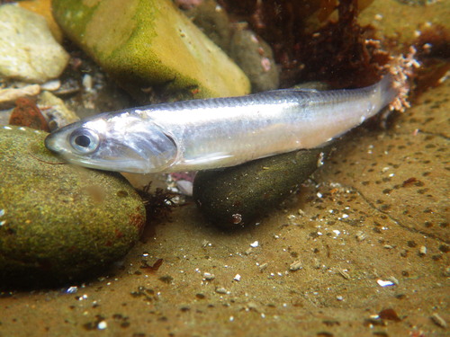 Northern Anchovy