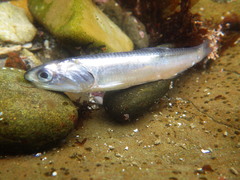 Northern Anchovy photo 3