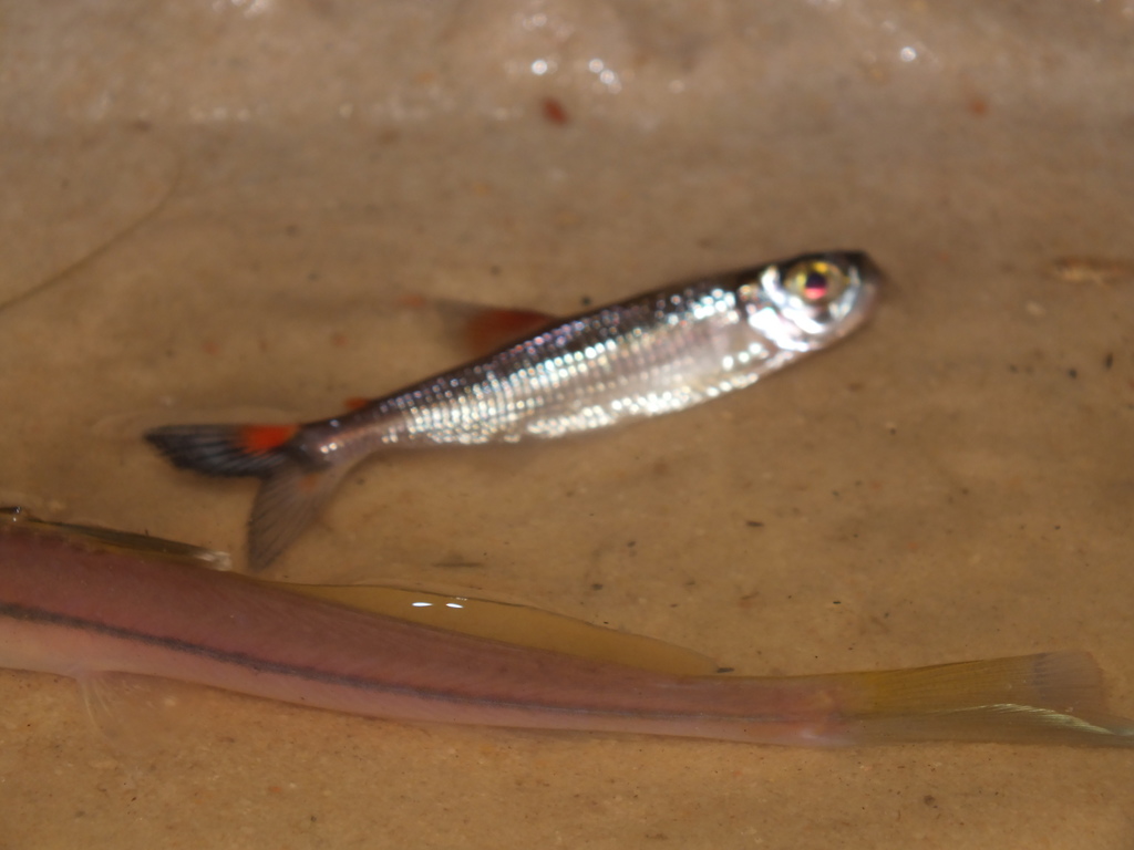 Tailspot Tetra