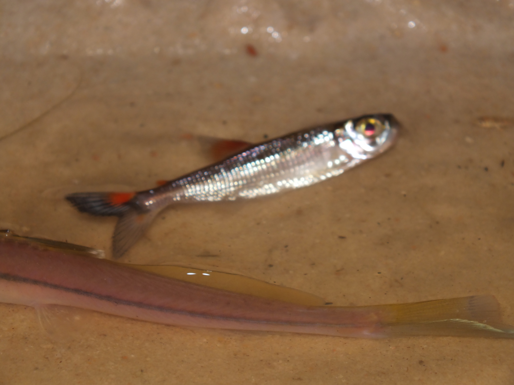 Yanga