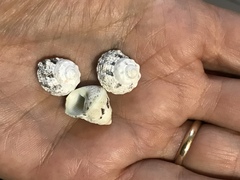 Priotrochus obscurus