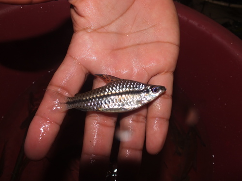 Genus Chilodus · iNaturalist