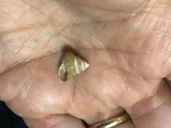 Calliostoma supragranosum