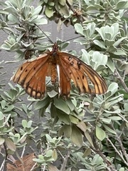 Dione vanillae