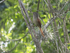 Cranioleuca subcristata