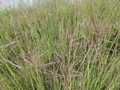 Bothriochloa bladhii