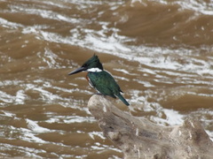 Chloroceryle amazona