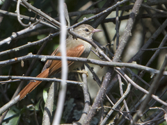 Cranioleuca subcristata