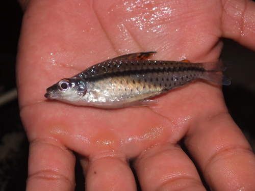 Spotted headstander (Chilodus punctatus) — Chilodontidae — 3