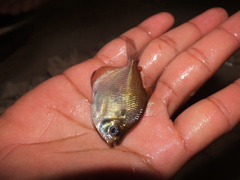 Characidae