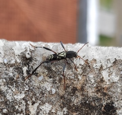 Neoclytus ypsilon