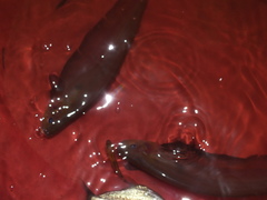 Gymnotiformes