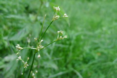 Juncus subnodulosus