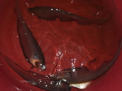 Gymnotiformes
