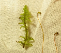 Hypnum fauriei