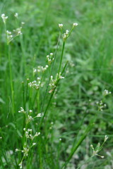 Juncus subnodulosus