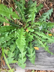 Taraxacum officinale